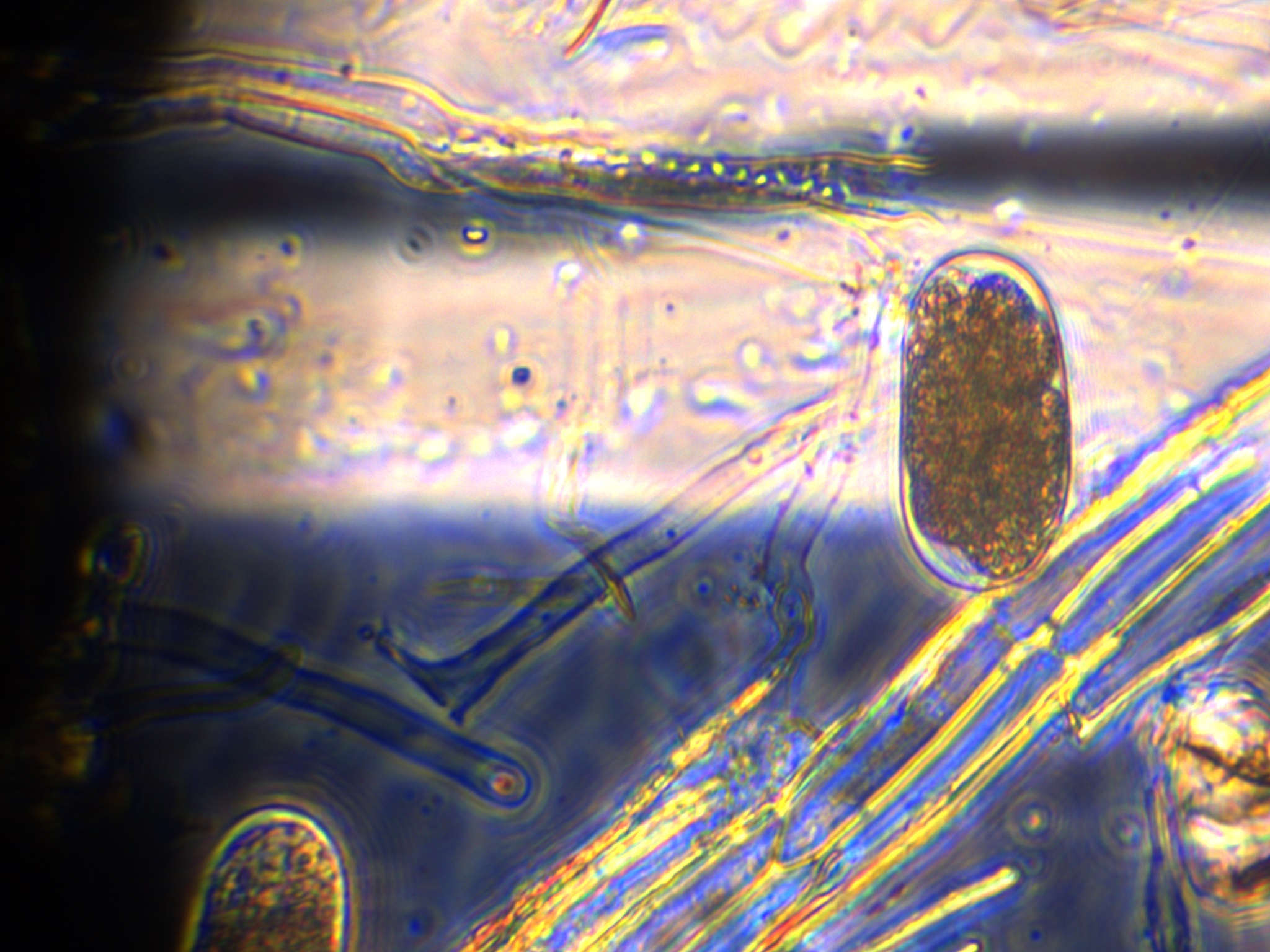 Soil Health And Nematode Infestation Severity Functional Soil Health soil-health-and-nematode-infestation-severity-functional-soil-health